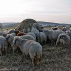 Schafe auf der Weide