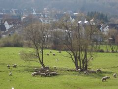 Schafe auf der Weide