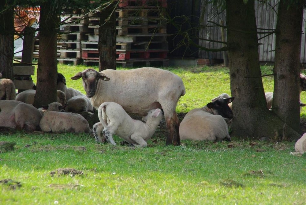 Schafe auf der Weide