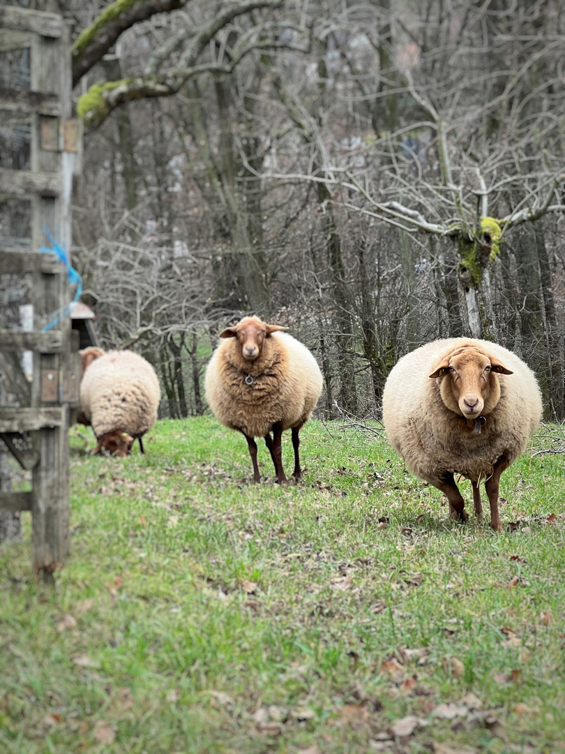 Schafe auf der Weide