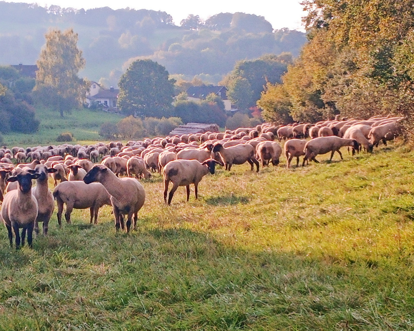 Schafe auf der Weide