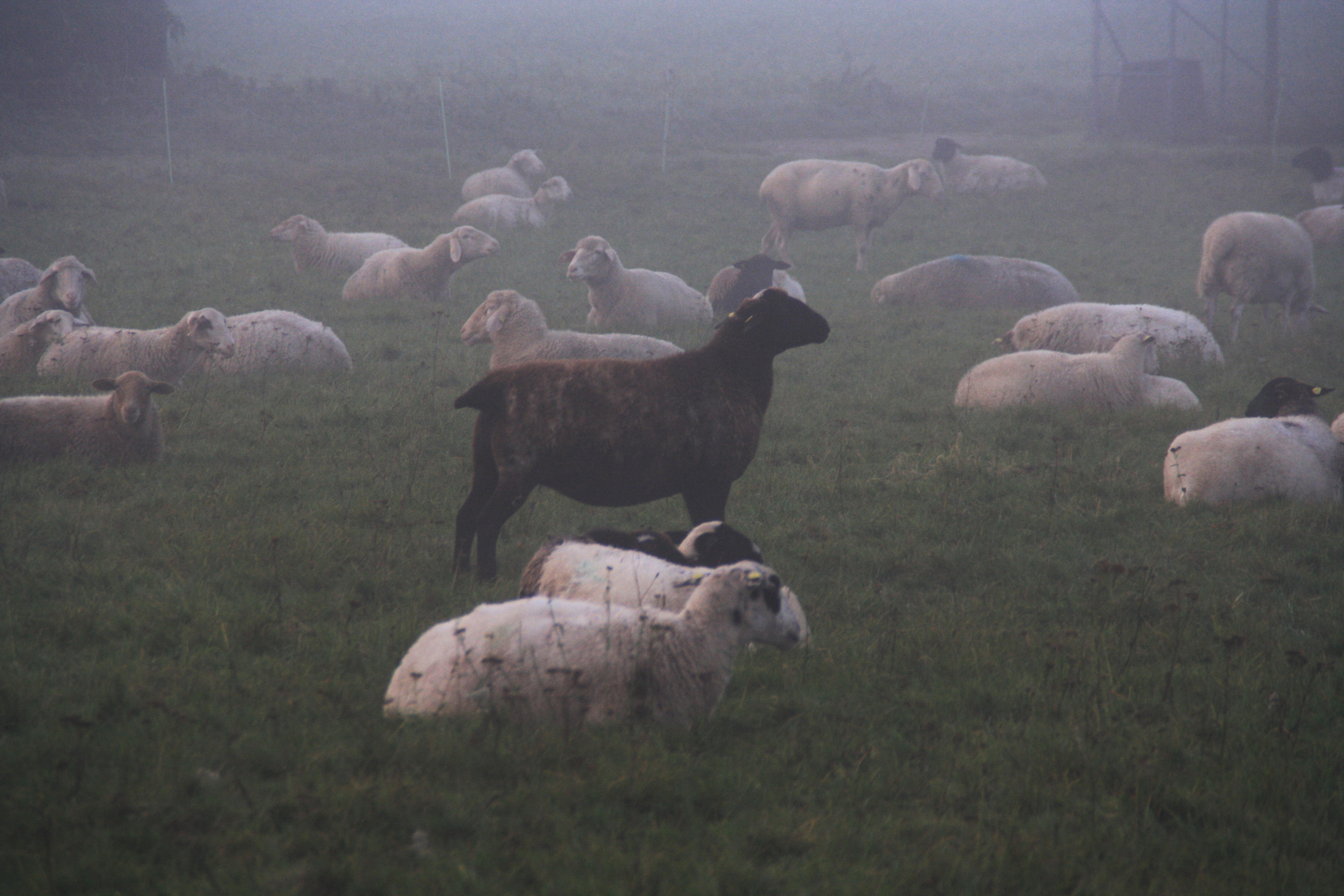 Schafe auf der Weide im Nebel