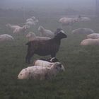 Schafe auf der Weide im Nebel