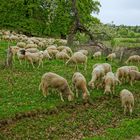 Schafe auf der Weide (ovejas en el pasto)