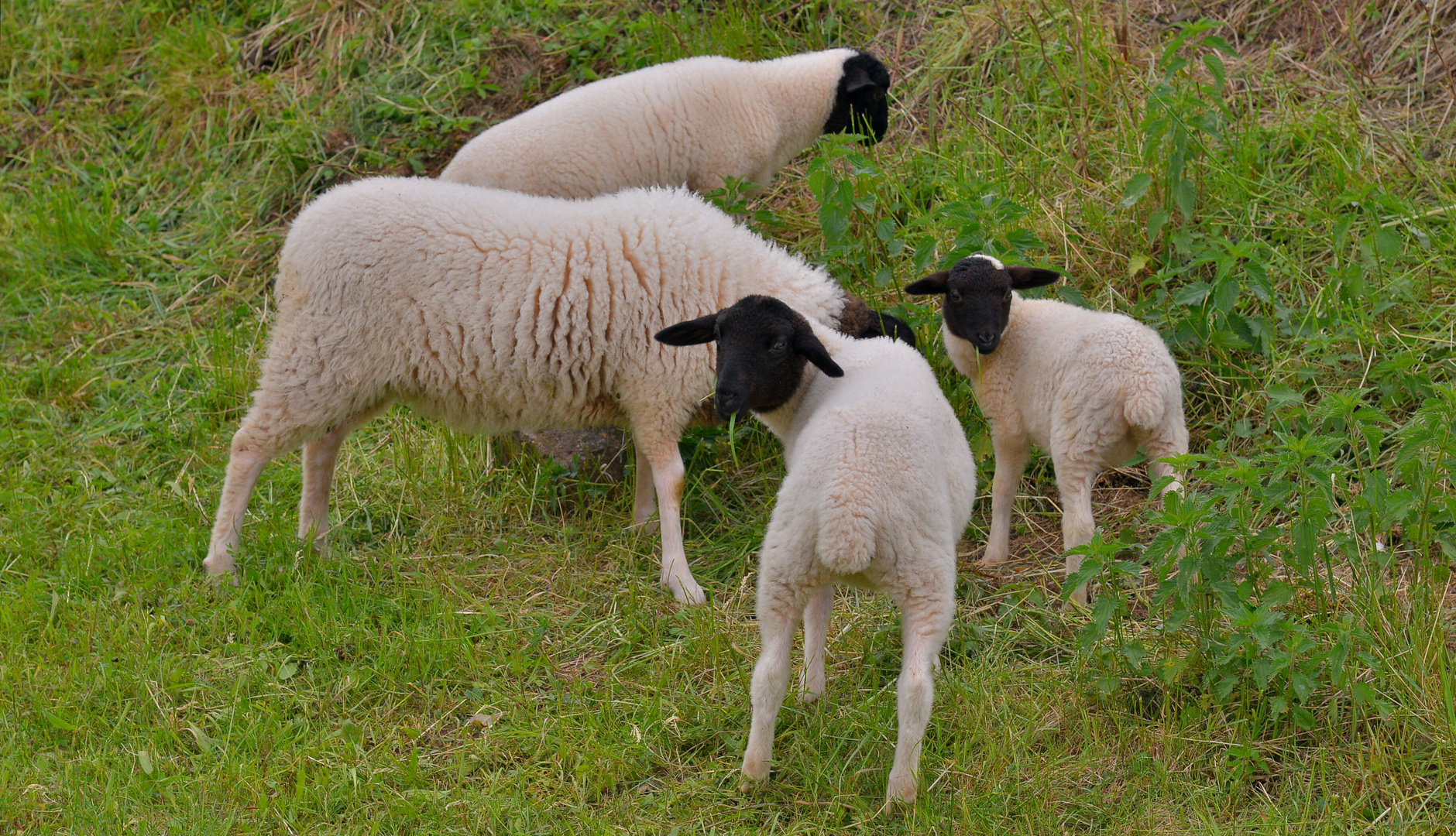 Schafe auf der Weide (ovejas en el pasto)