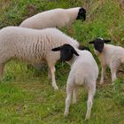 Schafe auf der Weide (ovejas en el pasto)