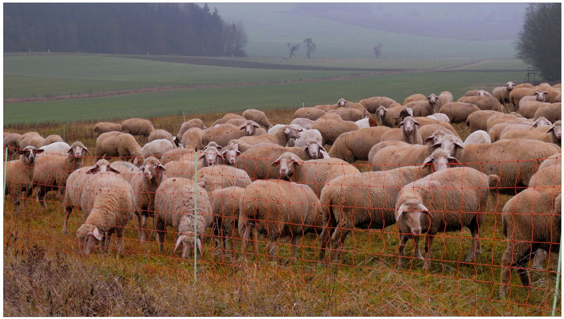 Schafe auf der Weide (ovejas en el pasto)