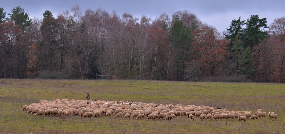 Schafe auf der Weide (ovejas en el pasto)