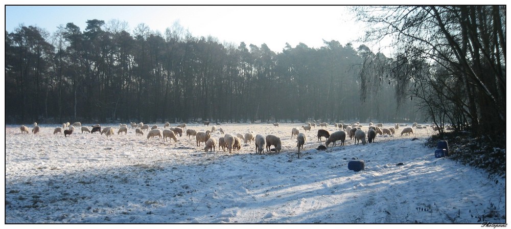 SCHAFE AUF DER WINTERWEIDE