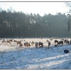 SCHAFE AUF DER WINTERWEIDE