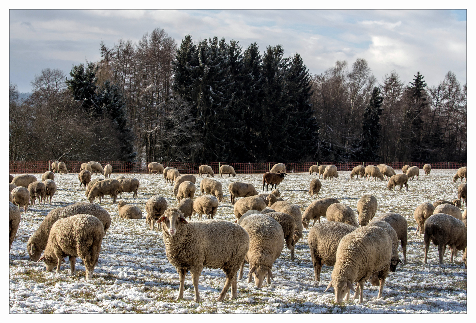 SCHAFE AUF DER WINTERWEIDE