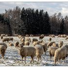 SCHAFE AUF DER WINTERWEIDE