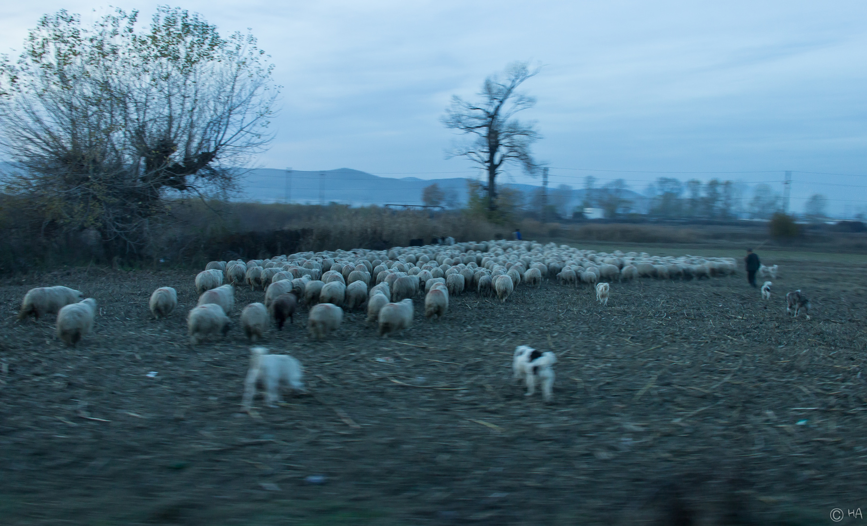 Schafe auf Durchreise