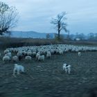 Schafe auf Durchreise