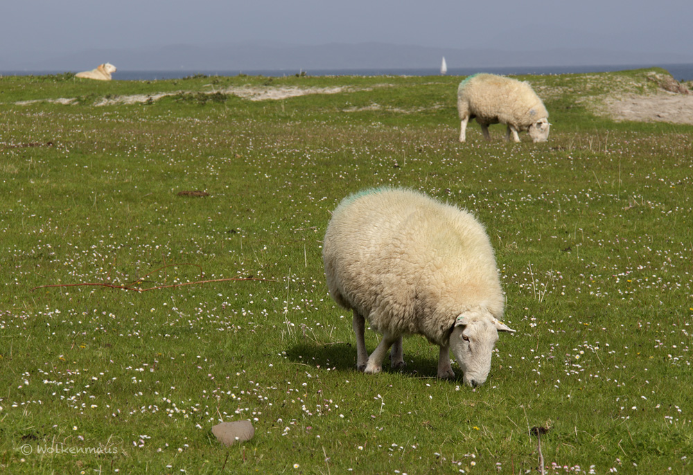 Schafe auf Eigg