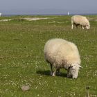 Schafe auf Eigg