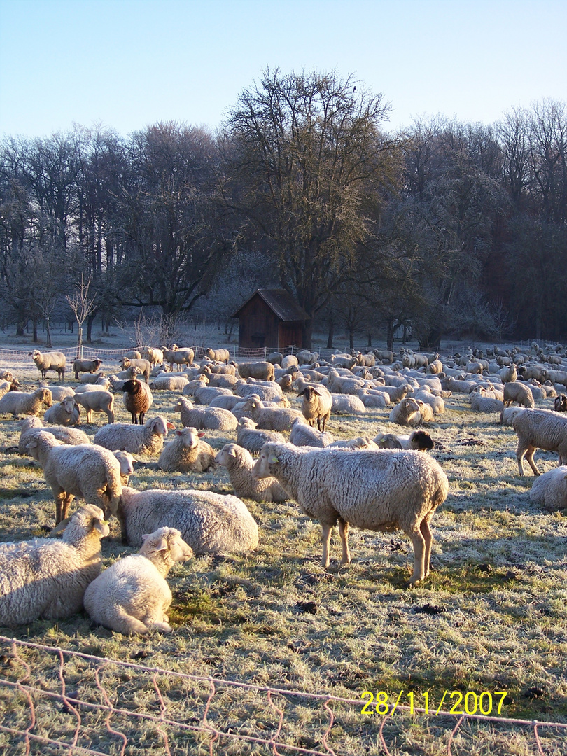 Schafe auf einer Winterweide