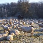 Schafe auf einer Winterweide