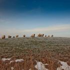 Schafe auf ihrer "Warft" in Westerhever