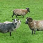 Schafe auf Lygra