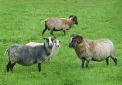 Schafe auf Lygra