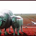 Schafe auf rotem Grund