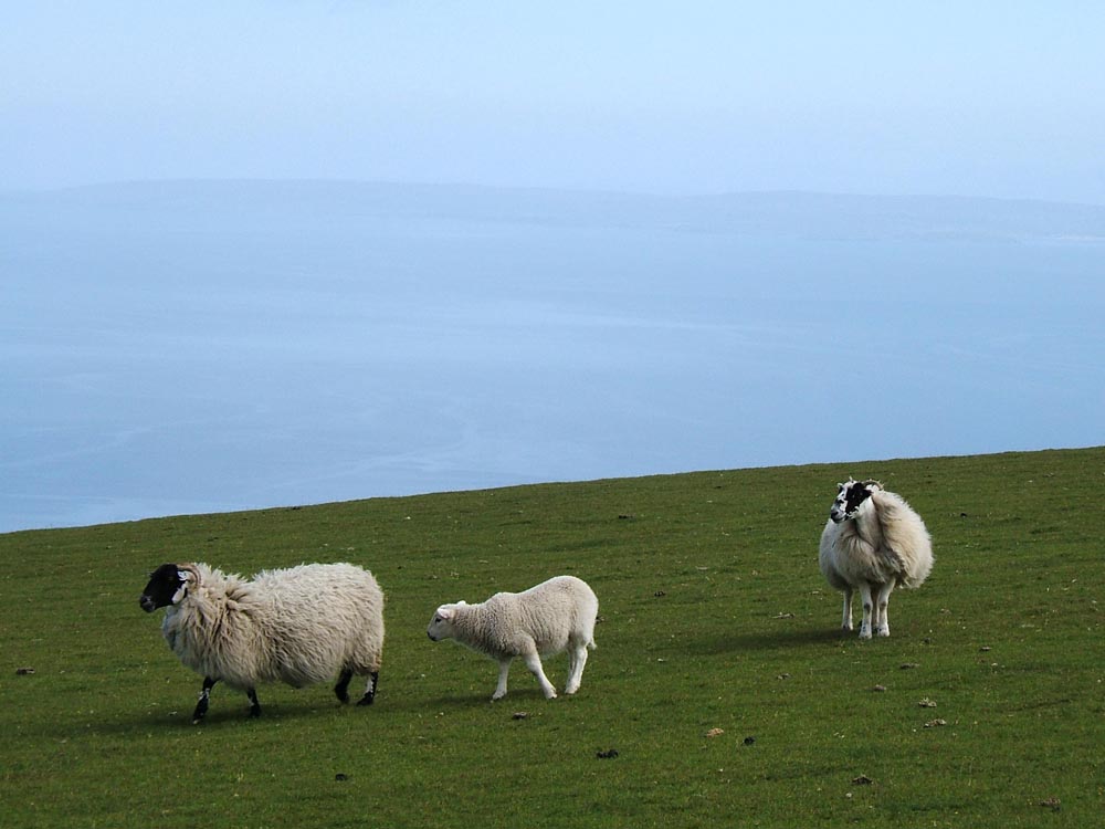 Schafe auf Skye (Schottland)