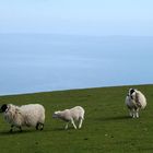 Schafe auf Skye (Schottland)