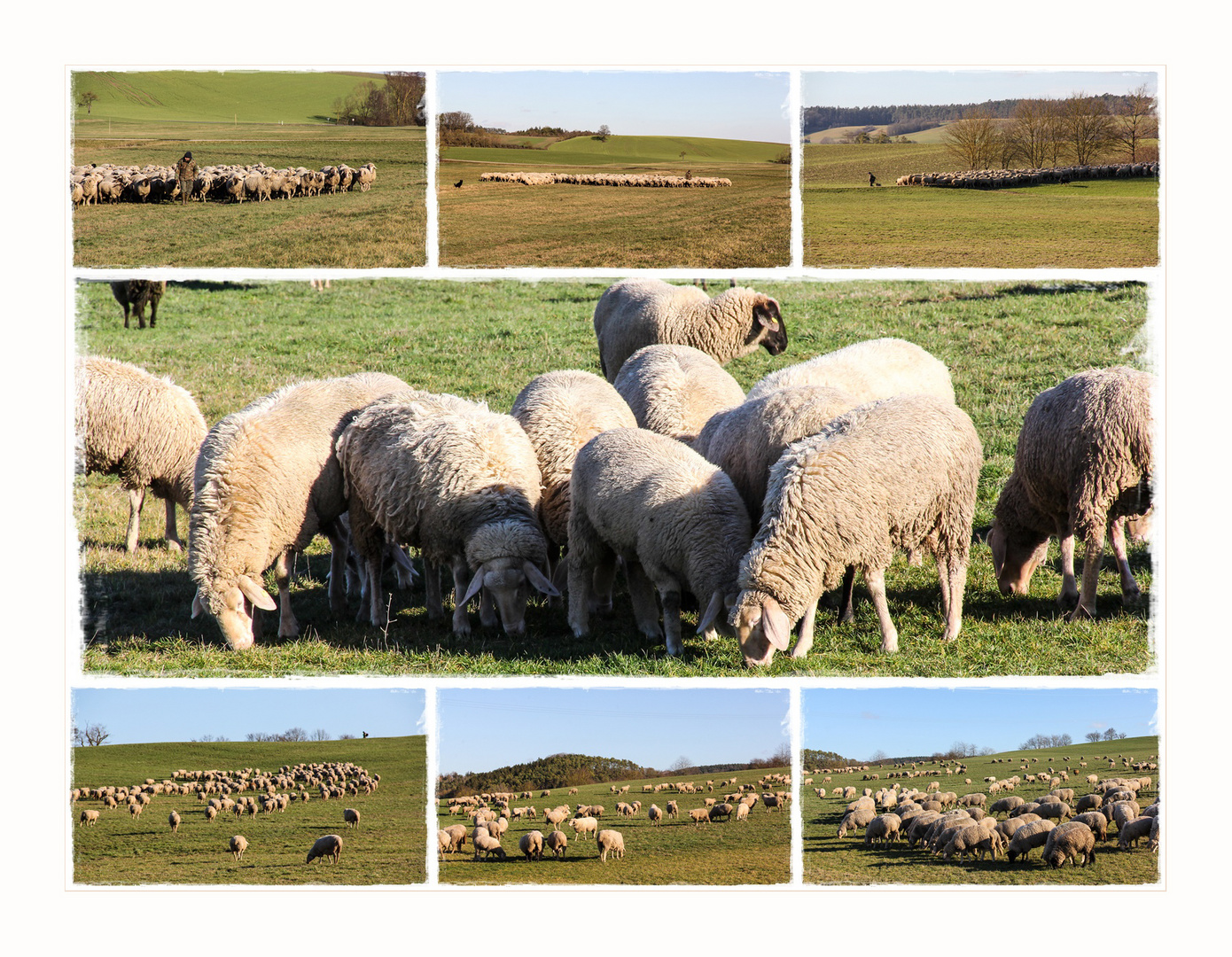 Schafe auf Wanderschaft...