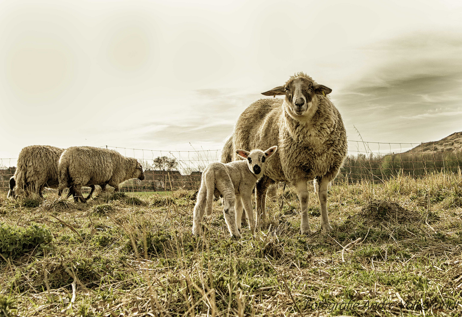 Schafe aus Sehnde