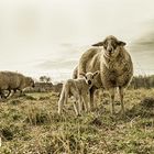 Schafe aus Sehnde