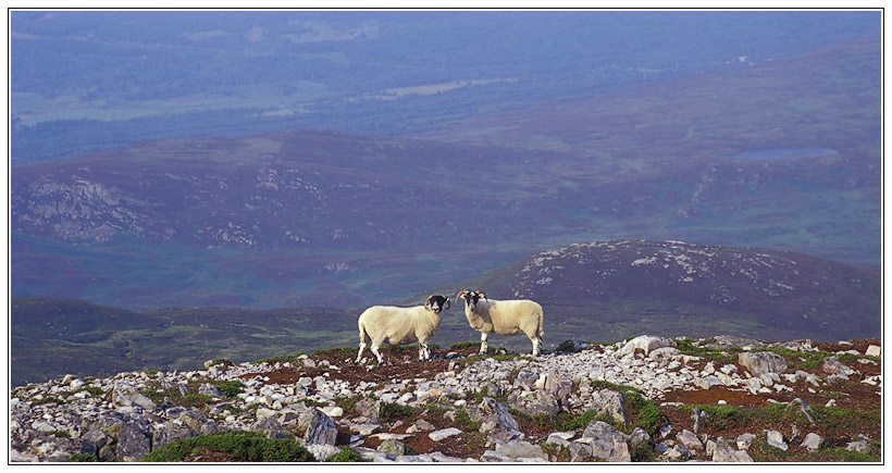 Schafe bei der Besteigung eines Munros in Schottland