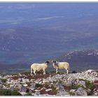 Schafe bei der Besteigung eines Munros in Schottland