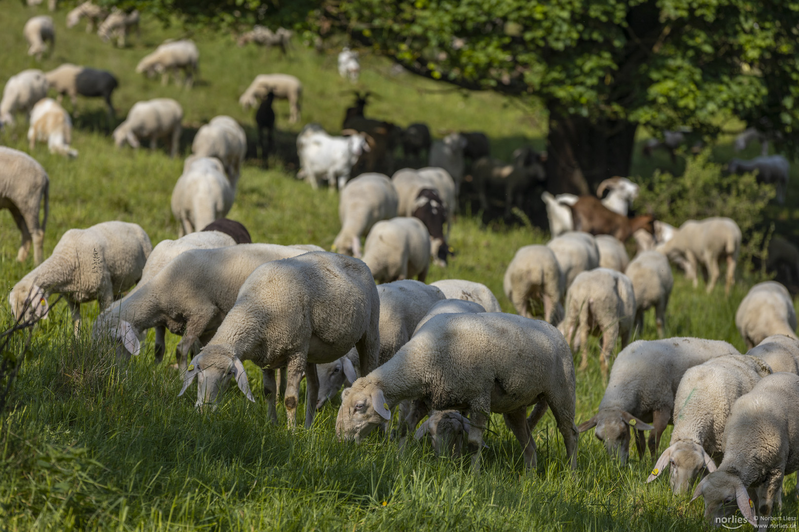 Schafe bei der Weide