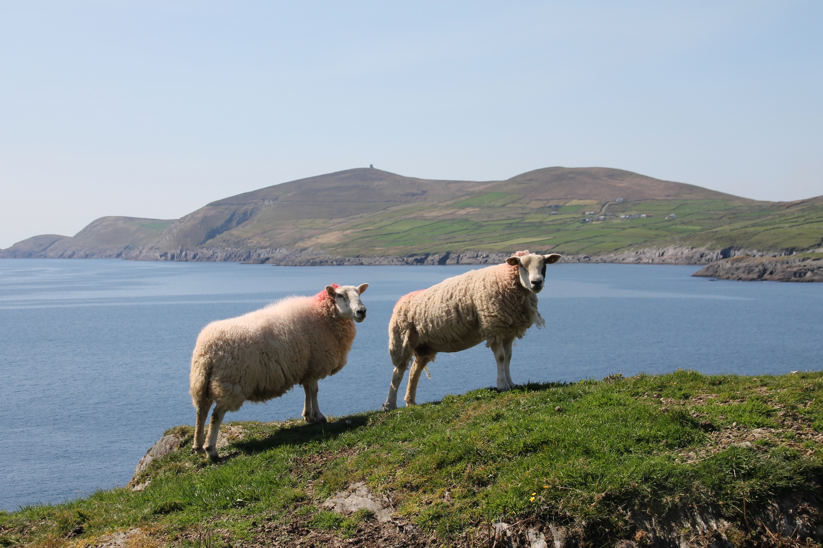 Schafe bei Dursey Island, Irland