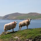 Schafe bei Dursey Island, Irland