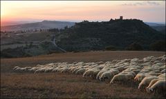 Schafe bei Montichiello