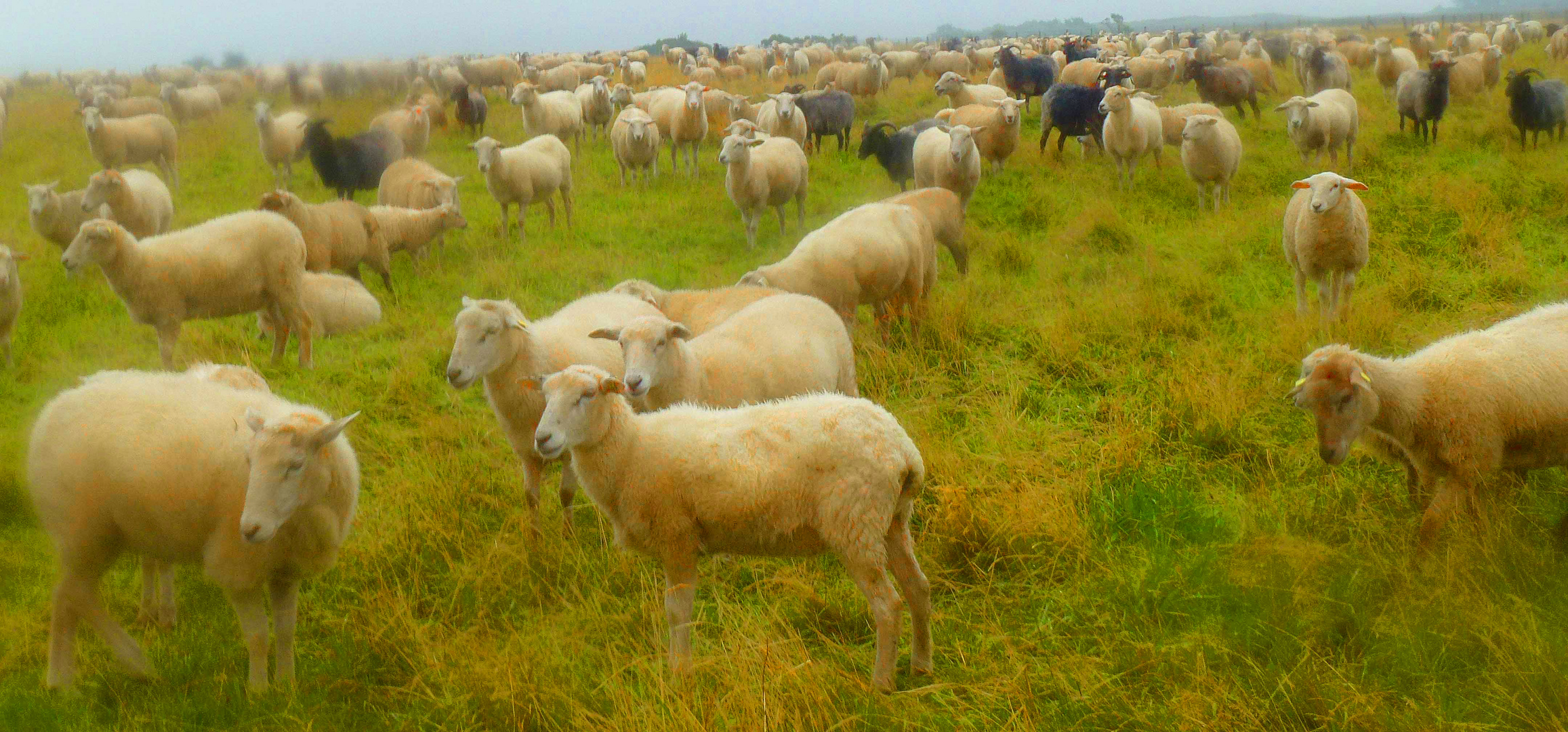 Schafe bei Regen in der Braderuper Heide auf Sylt