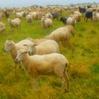 Schafe bei Regen in der Braderuper Heide auf Sylt