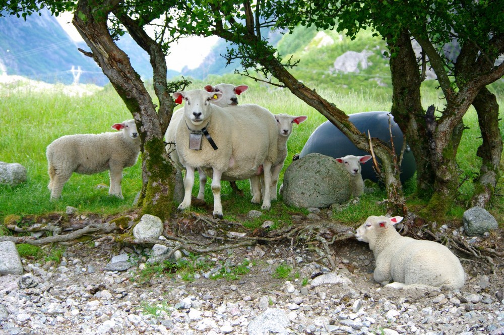 Schafe bei Ruhepause