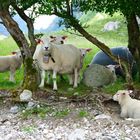 Schafe bei Ruhepause