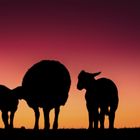 Schafe bei Sonnenuntergang