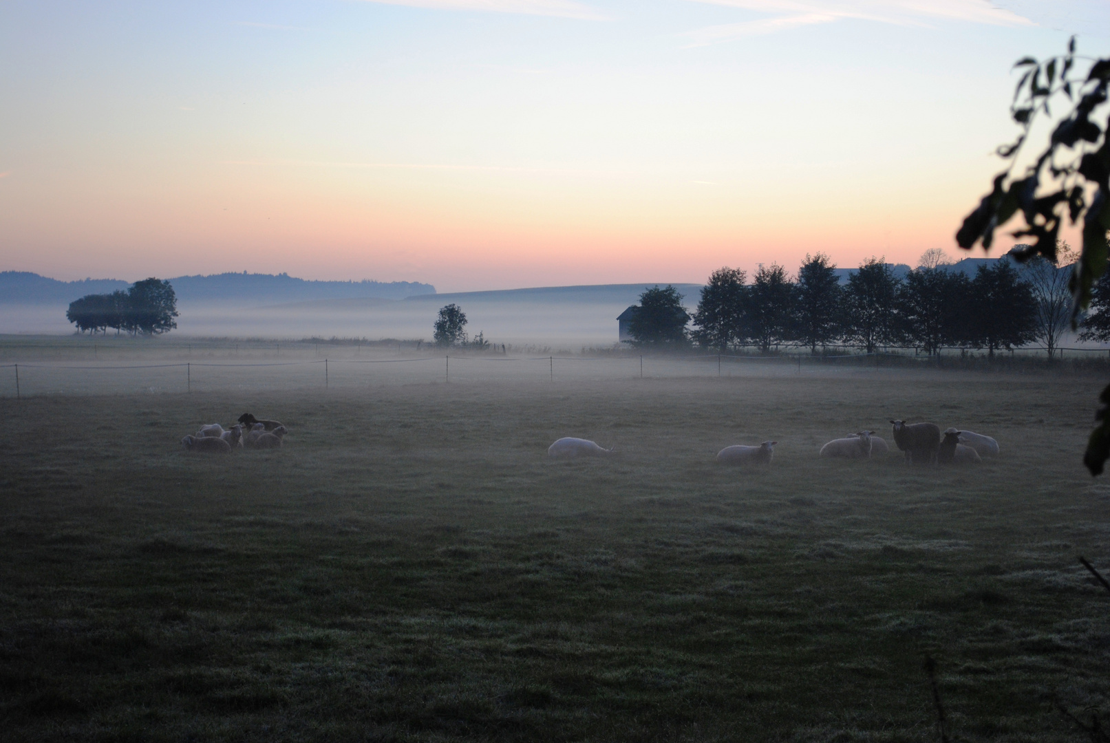 Schafe bei Tagesanbruch