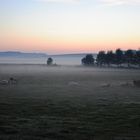 Schafe bei Tagesanbruch