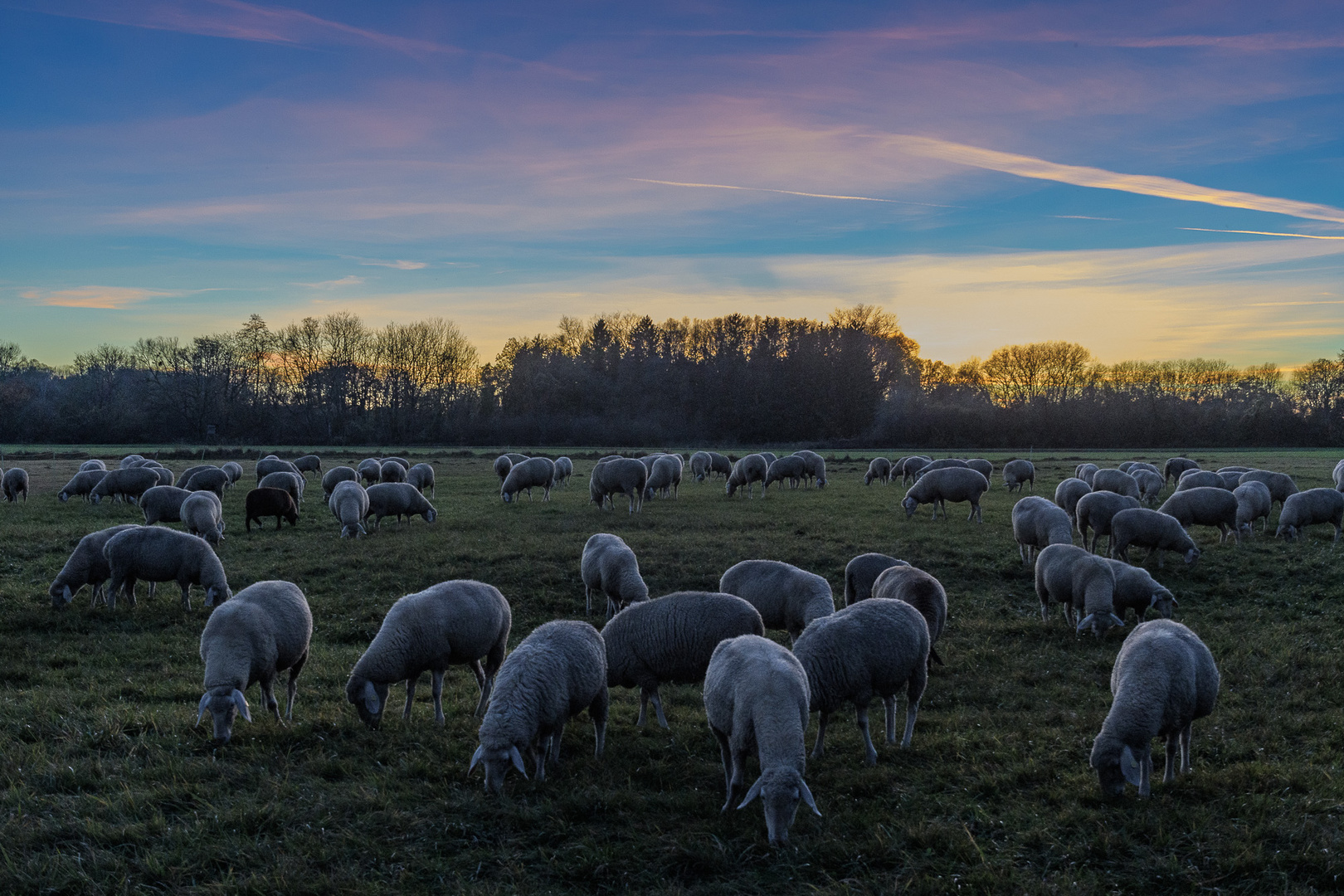 Schafe beim Sonnenuntergang