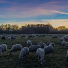 Schafe beim Sonnenuntergang