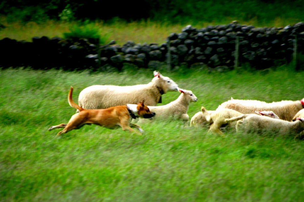 Schafe beim Sport
