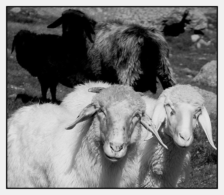 Schafe blicken auf
