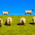 Schafe, Deich, Nordfriesland