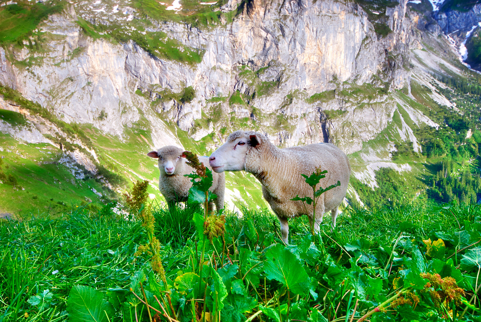 Schafe, deren II
